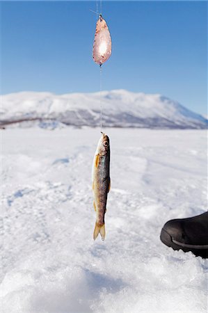 pêche dans la glace - Fish on fishing line Photographie de stock - Premium Libres de Droits, Code: 6102-08951638