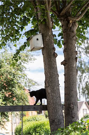 Cat walking on wooden plank Stockbilder - Premium RF Lizenzfrei, Bildnummer: 6102-08951784