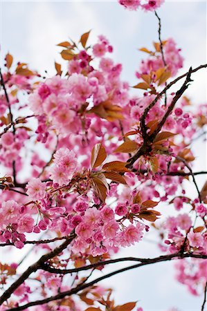 simsearch:6102-08520668,k - Tree in bloom Stock Photo - Premium Royalty-Free, Code: 6102-08952034