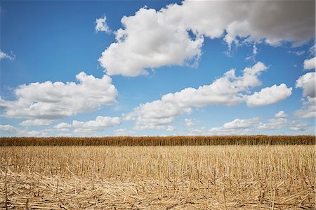 simsearch:6102-08520554,k - Crop field and cloudy sky Stock Photo - Premium Royalty-Free, Code: 6102-08994623