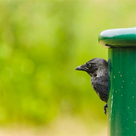 Bird in birdhouse Stock Photo - Premium Royalty-Free, Code: 6102-08994760