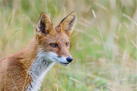 fox to the side - Red fox, headshot Photographie de stock - Premium Libres de Droits, Code: 6102-08994770