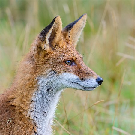 fox to the side - Red fox, headshot Photographie de stock - Premium Libres de Droits, Code: 6102-08994771