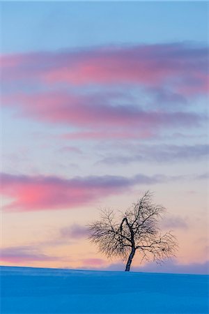 simsearch:6102-08994726,k - Silhouette of tree at sunset Foto de stock - Royalty Free Premium, Número: 6102-08994727
