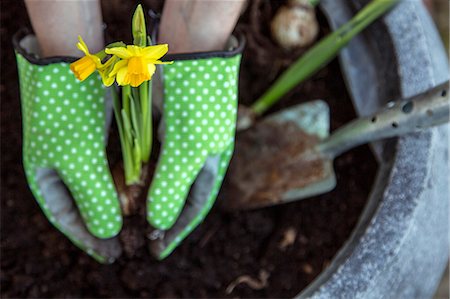 simsearch:6102-08760203,k - Planting daffodils Photographie de stock - Premium Libres de Droits, Code: 6102-08994890