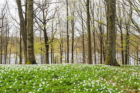 simsearch:6102-08994936,k - Blossoming wood anemones Photographie de stock - Premium Libres de Droits, Code: 6102-08994978