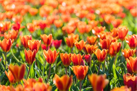 simsearch:6102-08760203,k - Flowering tulips Photographie de stock - Premium Libres de Droits, Code: 6102-08994935