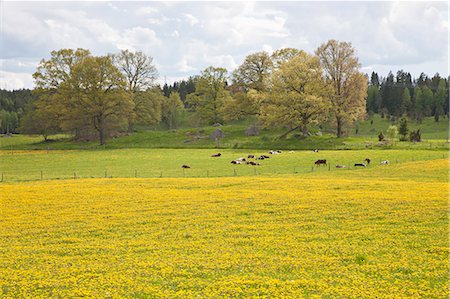 simsearch:6102-06470800,k - Cows on pasture Foto de stock - Sin royalties Premium, Código: 6102-08995110