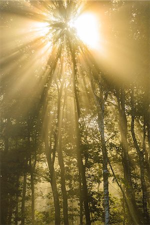simsearch:6102-08683438,k - Sunbeams shining through trees Photographie de stock - Premium Libres de Droits, Code: 6102-08995217