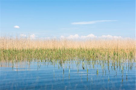 simsearch:6102-08995658,k - Reeds in water Stock Photo - Premium Royalty-Free, Code: 6102-08995225