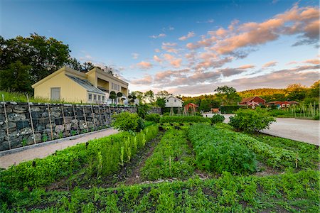 simsearch:6102-08184231,k - Vegetable patch near buildings Stock Photo - Premium Royalty-Free, Code: 6102-08995235