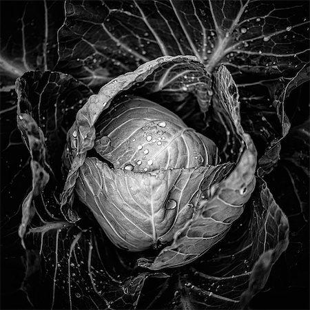 simsearch:6102-08000795,k - Water droplets on cabbage, black and white Photographie de stock - Premium Libres de Droits, Code: 6102-08995307