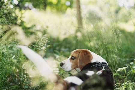 dog summer back - Beagle in grass Stock Photo - Premium Royalty-Free, Code: 6102-08995306