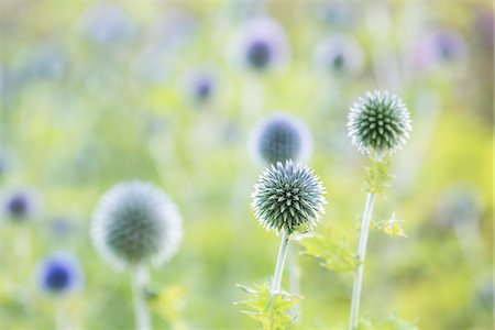 Round spiky flowers blooming Foto de stock - Sin royalties Premium, Código: 6102-08995317