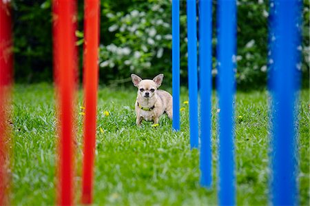 perro chihuahua - Dog on lawn Photographie de stock - Premium Libres de Droits, Code: 6102-08995552