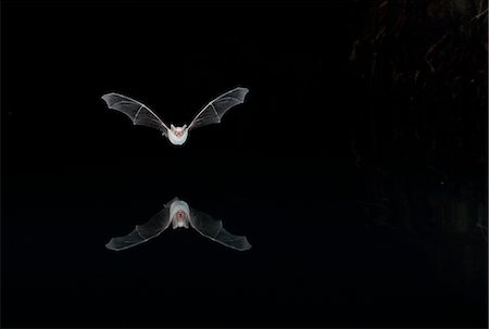 Flying bat reflecting in water at night Stock Photo - Premium Royalty-Free, Code: 6102-08995656
