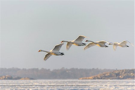 Swans at sea Stock Photo - Premium Royalty-Free, Code: 6102-08995839