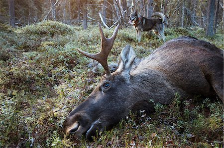 elks sweden - Dead elk in forest Stock Photo - Premium Royalty-Free, Code: 6102-08996043