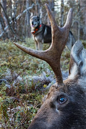 simsearch:6102-08748643,k - Dead elk in forest Foto de stock - Royalty Free Premium, Número: 6102-08996044