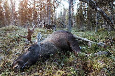 elks sweden - Dead elk in forest Stock Photo - Premium Royalty-Free, Code: 6102-08996045