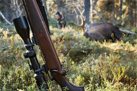elks sweden - Riffle, dead elk on background Stock Photo - Premium Royalty-Free, Code: 6102-08996031
