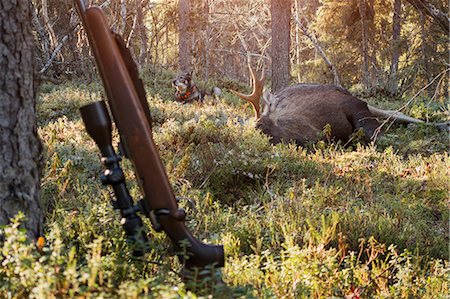 elks sweden - Dead elk in forest Stock Photo - Premium Royalty-Free, Code: 6102-08996032