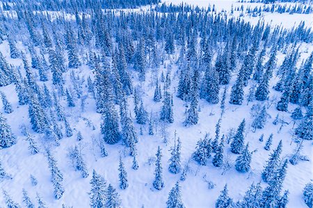 enneigement - Forest at winter, aerial view Photographie de stock - Premium Libres de Droits, Code: 6102-08996480