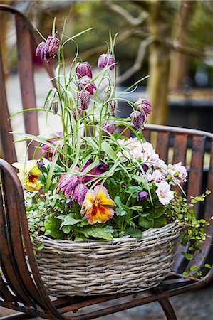 Flowers growing in basket Photographie de stock - Premium Libres de Droits, Code: 6102-08996573