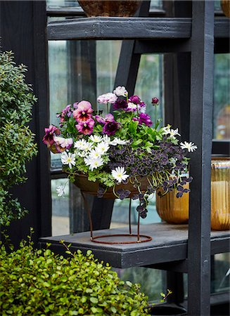 pensée (fleur) - Flowers in outdoor pot Photographie de stock - Premium Libres de Droits, Code: 6102-08996575