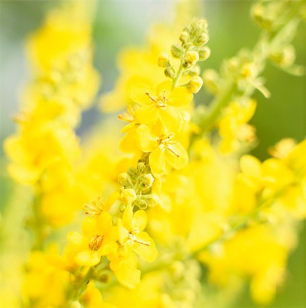 simsearch:6102-03749129,k - Verbascum olympicum, close-up. Stock Photo - Premium Royalty-Free, Code: 6102-08996819