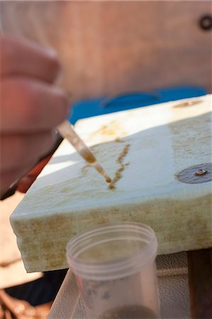 simsearch:6105-05396443,k - Scientist collecting samples of algae on a sampling surface in a boat Foto de stock - Sin royalties Premium, Código: 6105-05396413