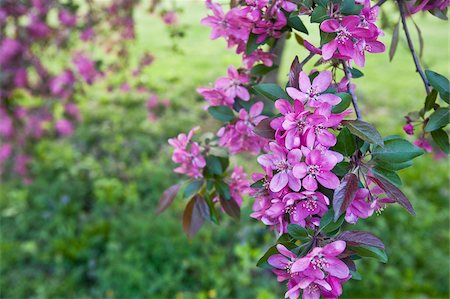 simsearch:6105-05397251,k - Cherry Blossoms in Arnold Arboretum, Jamaica Plain, Boston, Massachusetts, USA Foto de stock - Royalty Free Premium, Número: 6105-05397247