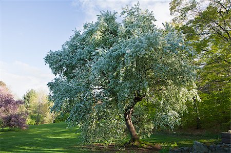 Cherry Blossoms in Arnold Arboretum, Jamaica Plain, Boston, Massachusetts, USA Foto de stock - Sin royalties Premium, Código: 6105-05397244