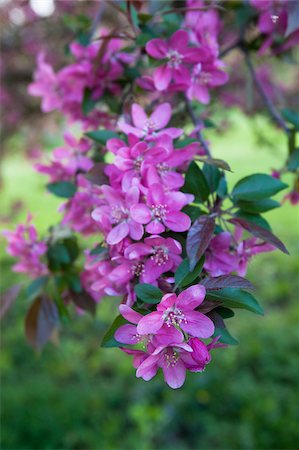 simsearch:6105-05397251,k - Cherry Blossoms in Arnold Arboretum, Jamaica Plain, Boston, Massachusetts, USA Foto de stock - Royalty Free Premium, Número: 6105-05397246