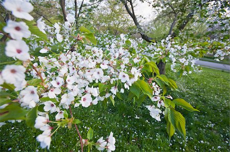 Cherry Blossoms in Arnold Arboretum, Jamaica Plain, Boston, Massachusetts, USA Stock Photo - Premium Royalty-Free, Code: 6105-05397248