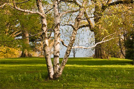 Birch tree in Arnold Arboretum, Jamaica Plain, Boston, Massachusetts, USA Foto de stock - Royalty Free Premium, Número: 6105-05397252