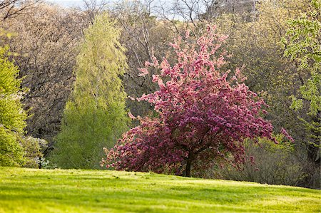 Cherry Blossoms in Arnold Arboretum, Jamaica Plain, Boston, Massachusetts, USA Foto de stock - Sin royalties Premium, Código: 6105-05397254