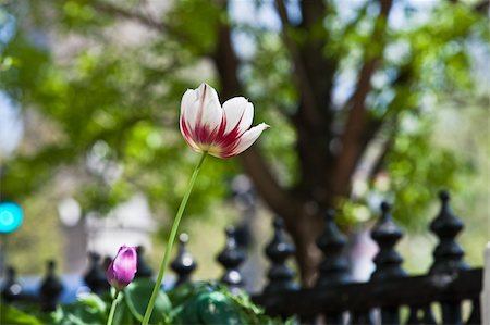 Close-up of a tulip, Beacon Hill, Boston, Massachusetts, USA Stock Photo - Premium Royalty-Free, Code: 6105-05397260