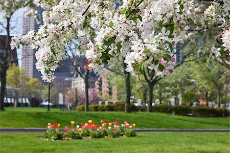 Blumen blühen am Apfelbaum Blüte, Christopher Columbus Waterfront Park, North End, Boston, Massachusetts, USA Stockbilder - Premium RF Lizenzfrei, Bildnummer: 6105-05397271