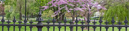 Schmiedeeisernen Zaun am Boston Public Garden, Boston, Massachusetts, USA Stockbilder - Premium RF Lizenzfrei, Bildnummer: 6105-05397277