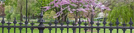 fenced - Wrought iron fence at Boston Public Garden, Boston, Massachusetts, USA Stock Photo - Premium Royalty-Free, Code: 6105-05397277