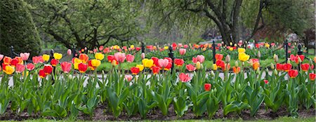 Tulips and walkway in the Boston Public Garden, Boston, Massachusetts, USA Foto de stock - Sin royalties Premium, Código: 6105-05397223