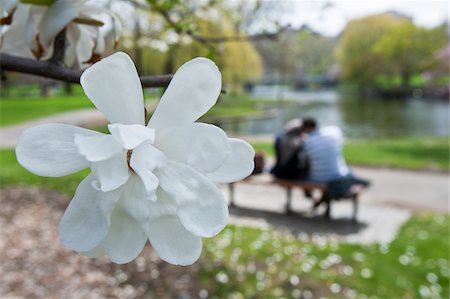 sit man backside view - Cherry blossoms with romantic couple in public park, Boston Public Garden, Boston, Massachusetts, USA Foto de stock - Sin royalties Premium, Código: 6105-05397227