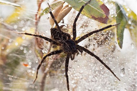 spinnennetz - Wolf spider at Lake Umbagog, New Hampshire, USA Stockbilder - Premium RF Lizenzfrei, Bildnummer: 6105-06702814