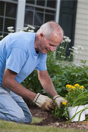 senior man gardening not child - Senior man preparing the roots of marigold flowers to plant in garden Stock Photo - Premium Royalty-Free, Code: 6105-06703045