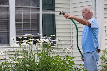 simsearch:6105-06703039,k - Senior man spraying his daisies in outdoor garden Stock Photo - Premium Royalty-Free, Code: 6105-06703032