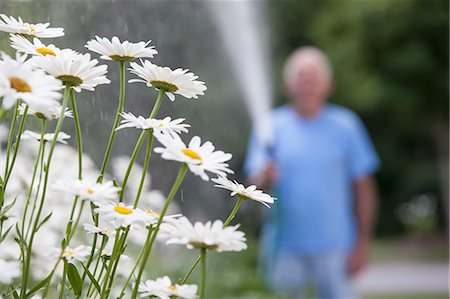Senior man watering daisies in outdoor garden Foto de stock - Sin royalties Premium, Código: 6105-06703038
