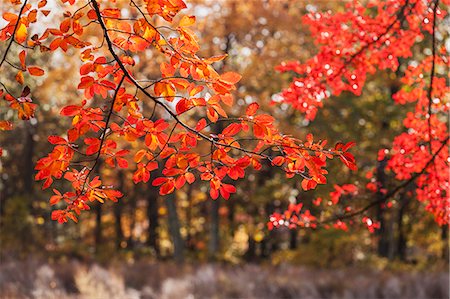Maple leaves on a tree, Needham, Massachusetts, USA Photographie de stock - Premium Libres de Droits, Code: 6105-06703198