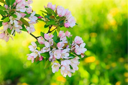 Cherry Blossom trees in spring at the Arnold Arboretum, Boston, Massachusetts, USA Stock Photo - Premium Royalty-Free, Code: 6105-07521395