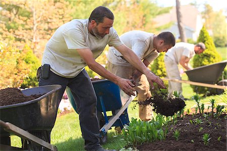 simsearch:6105-07521417,k - Landscapers putting mulch from wheelbarrows into a home flower garden Foto de stock - Royalty Free Premium, Número: 6105-07521418